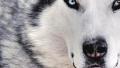 Silversax - ait Kullan�c� Resmi (Avatar)