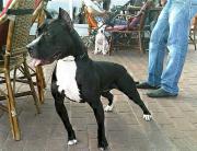 JanxIcaruS - ait Kullanc Resmi (Avatar)