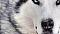 Silversax nickli �yeye ait kullan�c� resmi (Avatar)